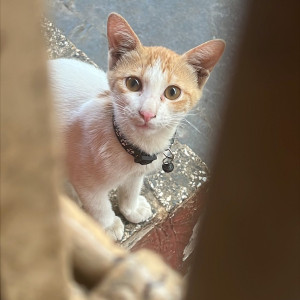 Missing: White-Brown Mix Male Indie Cat from Mahim West-3