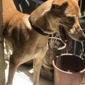 Brown Male Indie Dog is Missing from Sane Chowk Morewasti Chikhali-2
