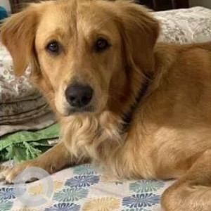 Missing: Golden Female Golden Retriever Dog from 39 Prithviraj Road