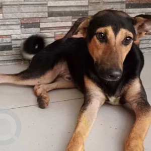 Found: Black and Brown Male Indie Dog from 4 Season hotel