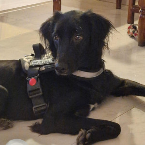 Missing: Black Male Indie Dog from Nilgiri lane, Sindh Society, Aundh-3