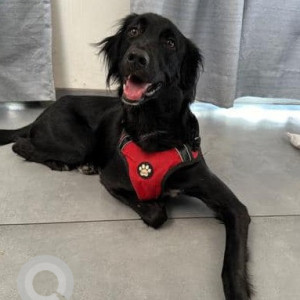 Missing: Black Male Indie Dog from Nilgiri lane, Sindh Society, Aundh-4