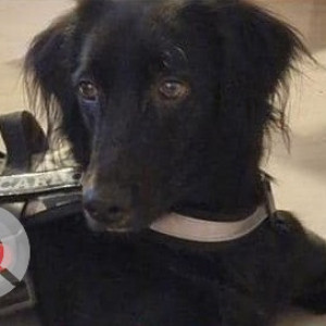 Missing: Black Male Indie Dog from Nilgiri lane, Sindh Society, Aundh-2