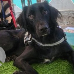 Missing: Black Male Indie Dog from Nilgiri lane, Sindh Society, Aundh