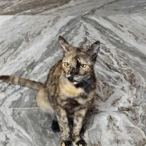 Missing: Black and Brown Female Indie Cat from Parwana road, khureji khas, delhi India-3