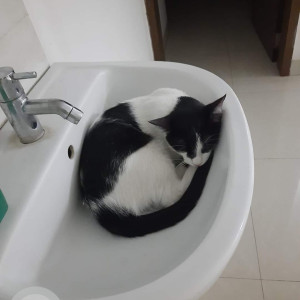 Missing: Black and White Male Indie Cat from Eva Society in Bavdhan, Pune-3