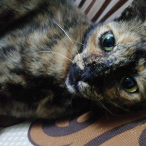 Missing: Black and Brown Female Indie Cat from Parwana road, khureji khas, delhi India-2