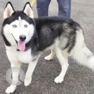 Missing: Black and White Male Husky Dog from Chapalappada