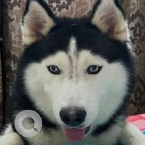 Missing: Black and White Male Husky Dog from Chapalappada-2