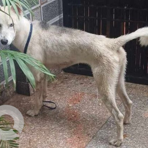 Found: White Male Husky Dog from Sector 40 Gurgaon-2