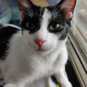 Missing: Black and White Male Indie Cat from Eva Society in Bavdhan, Pune