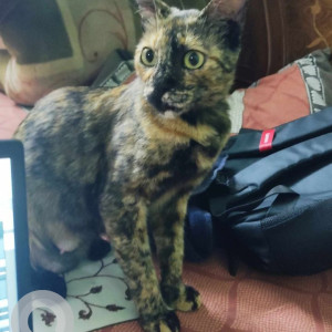 Missing: Black and Brown Female Indie Cat from Parwana road, khureji khas, delhi India