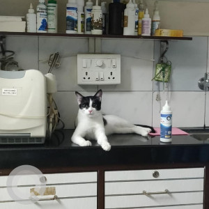 Missing: Black and White Male Indie Cat from Eva Society in Bavdhan, Pune-2