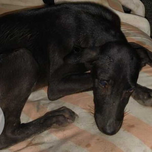 Missing: Black Male Indie Dog from Horizon View Business Ventures Pvt Ltd, 17, Block D, Sector 80, Noida