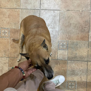 Missing: Brown Female Indie Dog from Nadiyadwala colony no.2 . Building name Unity heights ,  Malad West