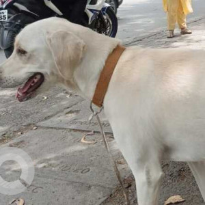 Found: White Female Indie Dog from Janseva Bank - Right Bhusari Colony-3