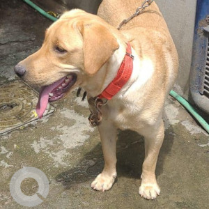 Found: White Female Indie Dog from Lingampally Area