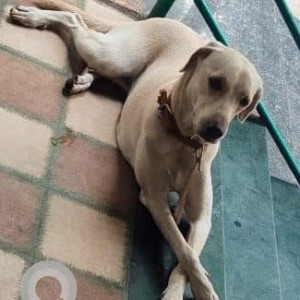 Found: White Female Indie Dog from Janseva Bank - Right Bhusari Colony-2