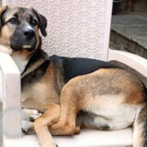 Missing: Black and Brown Male Labrador Dog from Talamadla, Rajampet mandal, Kamareddy