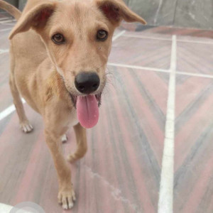 Missing: White-Brown Mix Male Indie Dog from C-Block Vikas Puri near Adarsh Public School, New Delhi-2