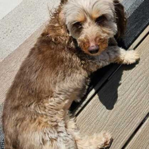Missing: White-Brown Mix Female Doxiepoo Dog from Wentzville, Missouri on Wentzville Parkway near Highway 40-2
