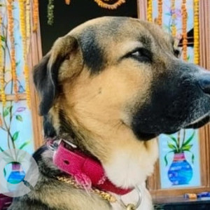 Missing: Black and Brown Male Labrador Dog from Talamadla, Rajampet mandal, Kamareddy-2