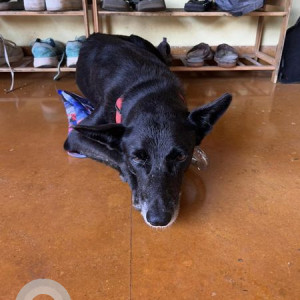 Found: Black Female Indie Dog from St. Anthony Waddo, Ucassaim ( near St. Elizabeth Church )