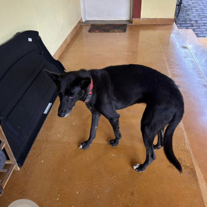 Found: Black Female Indie Dog from St. Anthony Waddo, Ucassaim ( near St. Elizabeth Church )-2