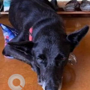 Found: Black Female Indie Dog from Ucassaim, Goa-2