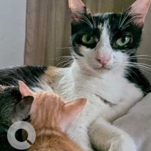 Missing: Black and White Female Indie Cat from Pernem,  Agarwada