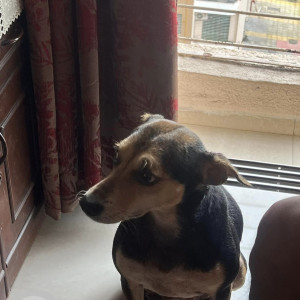 Missing: Black and Brown Female Indie Dog from Mira road-2