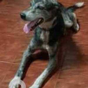 Found: Black and Brown Female Indie Dog from Sangolda, Saraya cafe
