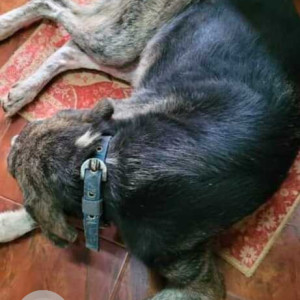 Found: Black and Brown Female Indie Dog from Sangolda, Saraya cafe-2