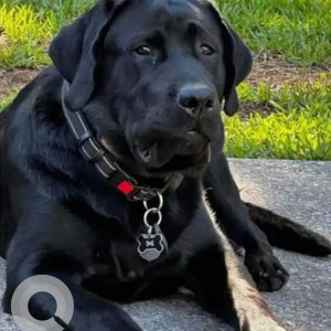 Missing: Black Male American Labrador Dog from Florida