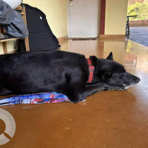 Found: Black Female Indie Dog from St. Anthony Waddo, Ucassaim ( near St. Elizabeth Church )-3