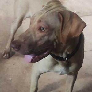 Found: White Male Labrador Dog from Vaddem Lake, Vasco
