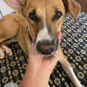 Missing: White-Brown Mix Female Indie Dog from 1st cross road,  judicial layout, Yelahanka, bangalore-3