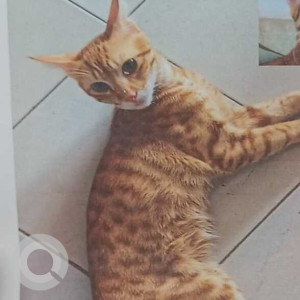 Missing: Orange Male Indie Cat from B. B. Borkar road, Porvorim