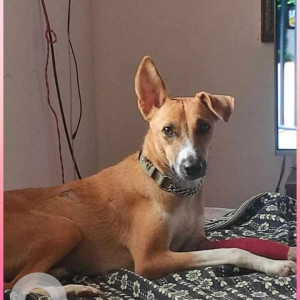 Missing: White-Brown Mix Female Indie Dog from 1st cross road,  judicial layout, Yelahanka, bangalore-2