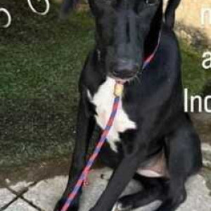 Found: Black Female Indie and Doberman mix Dog from Deccan Area, Pune-3