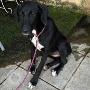 Found: Black Female Indie and Doberman mix Dog from Deccan Area, Pune