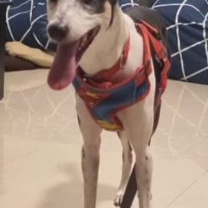 Missing: White-Brown Mix Female Indie Dog from Brahma Suncity, Wadgaon Sheri,  Pune-2