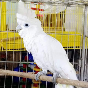 Missing: White Male Goffin Cockatoo Bird from Porwal road, DY Patil,  Dhanori Road