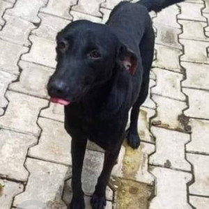 Missing: Black Female Indie Dog from Sameer lawns Ravet