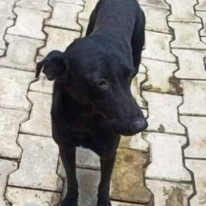 Missing: Black Female Indie Dog from Sameer lawns Ravet-2