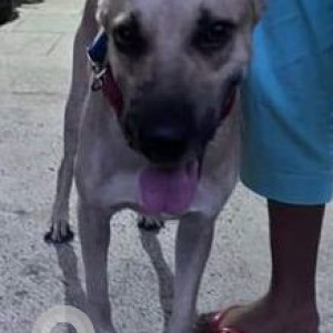 Missing: Golden Male Labrador Dog from Porvorim, Goa-3