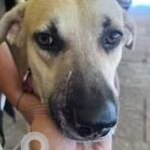 Missing: Golden Male Labrador Dog from Porvorim, Goa-2