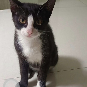 Missing: Black and White Female Indie Cat from Swapnashilp Heights, Gokul nagar, katraj