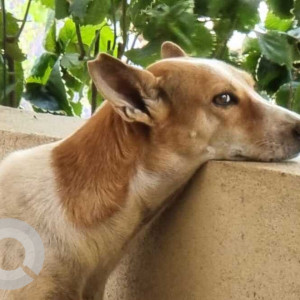 Missing: White-Brown Mix Female Indie Dog from Lane 3, near Gautam hotel, off Chogm road