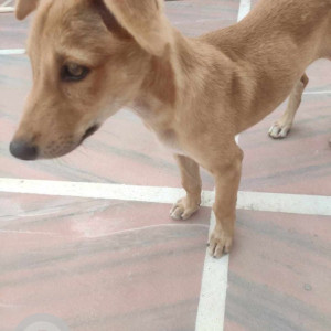 Missing: White-Brown Mix Male Indie Dog from C-Block Vikas Puri near Adarsh Public School, New Delhi-3